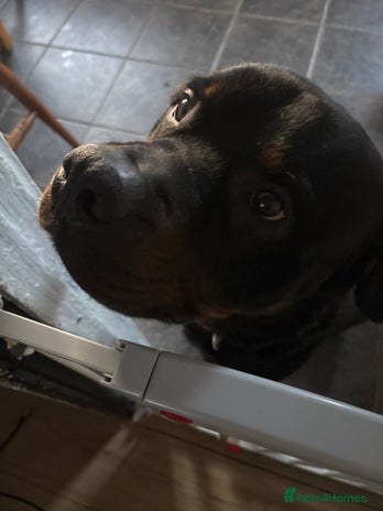 Rottweiler dogs - Advert 2