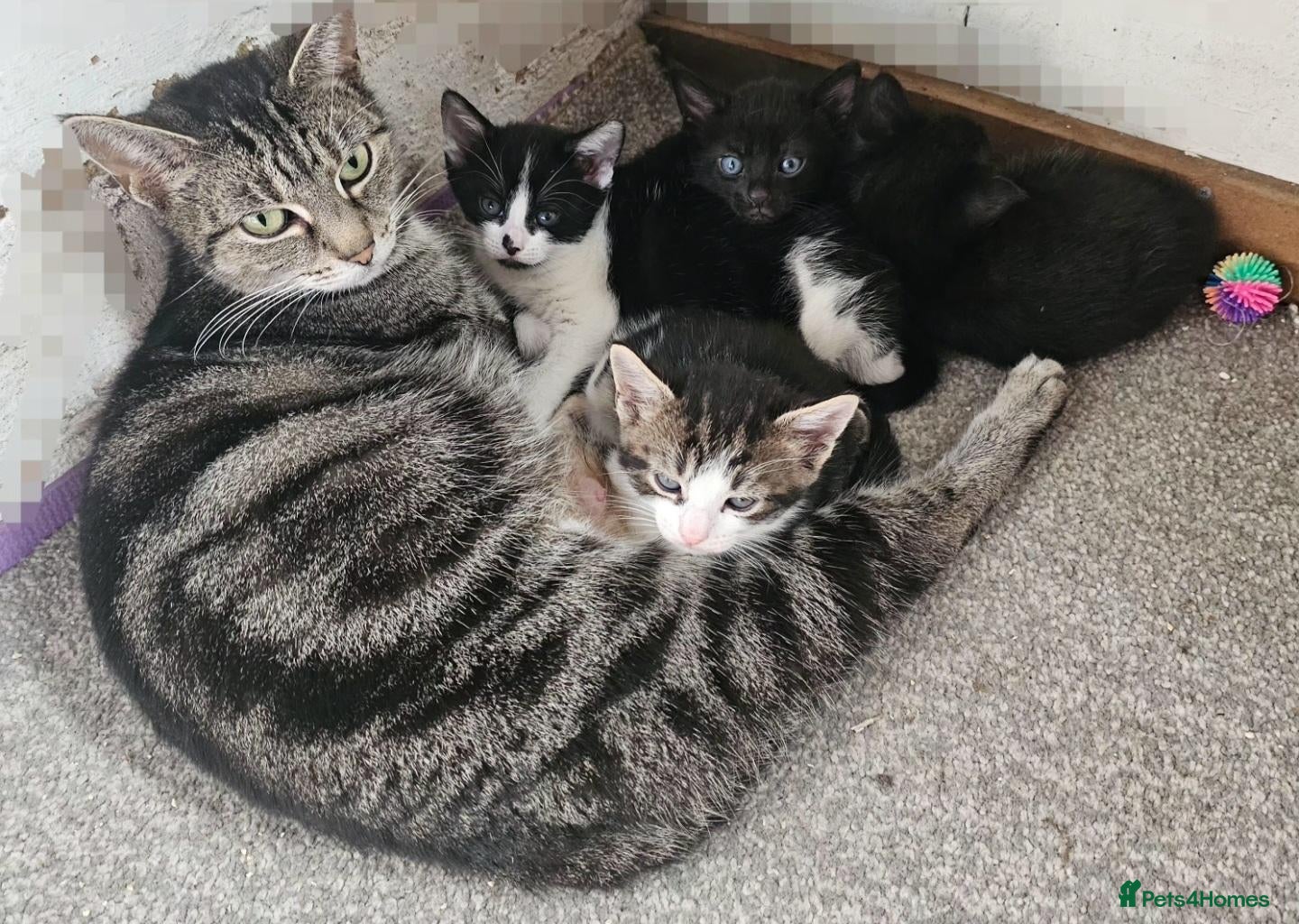 Mixed Breed cats Adorable kittens  - Advert 10