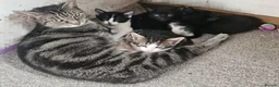Mixed Breed cats for sale: Adorable kittens  - Advert 1