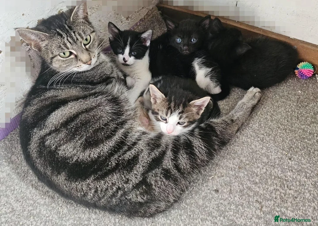 Mixed Breed cats for sale: Adorable kittens  - Advert 1