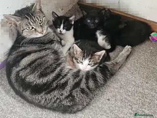 Mixed Breed cats Adorable kittens - Advert 1