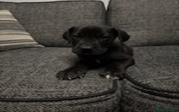 Mixed Breed dogs for sale: Mastiff x Great Dane  - Advert 6