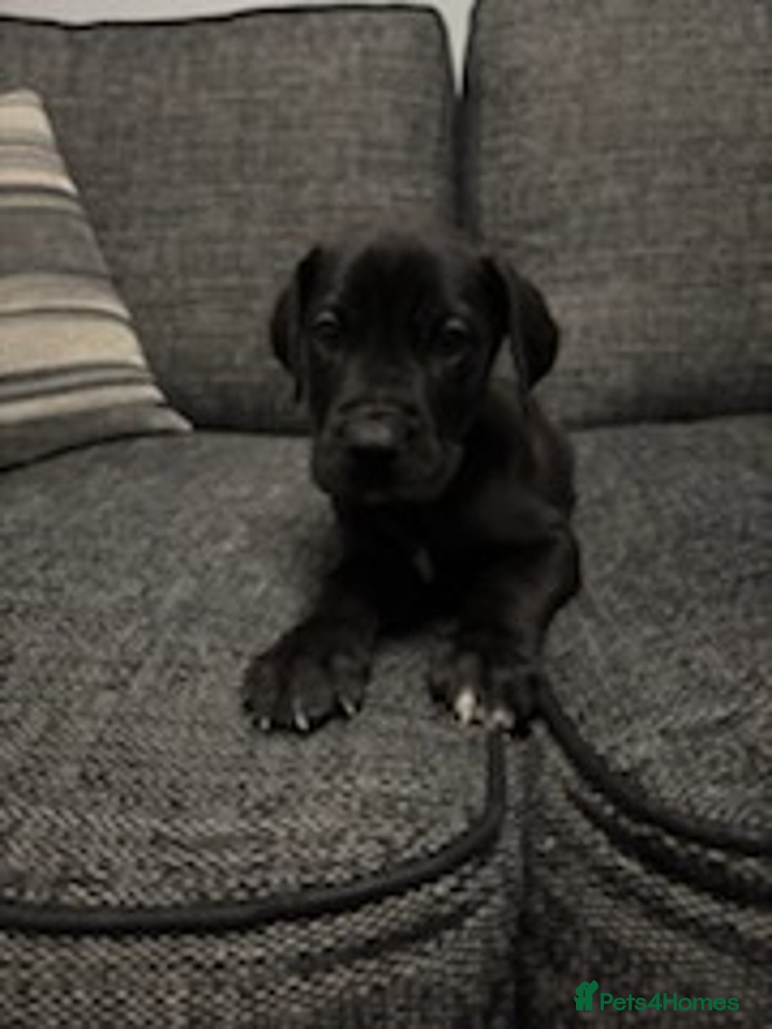 Mixed Breed dogs for sale: Mastiff x Great Dane  - Advert 6