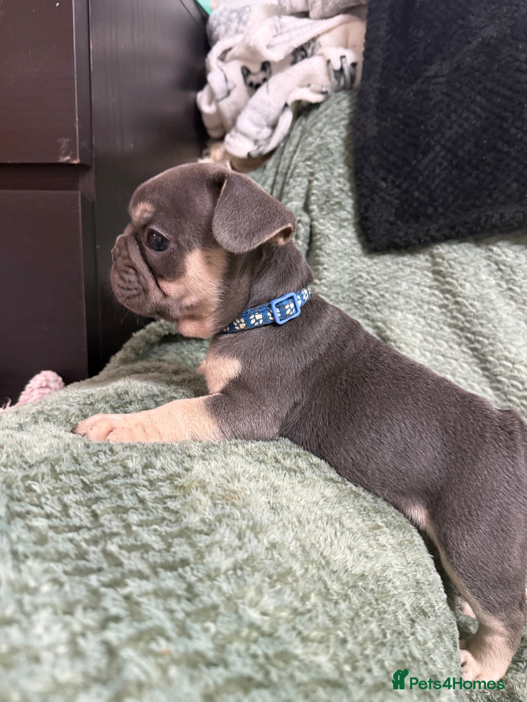 French Bulldog dogs for sale: One girl left.French Bulldog puppies 🐶❤️ KC reg - Advert 9