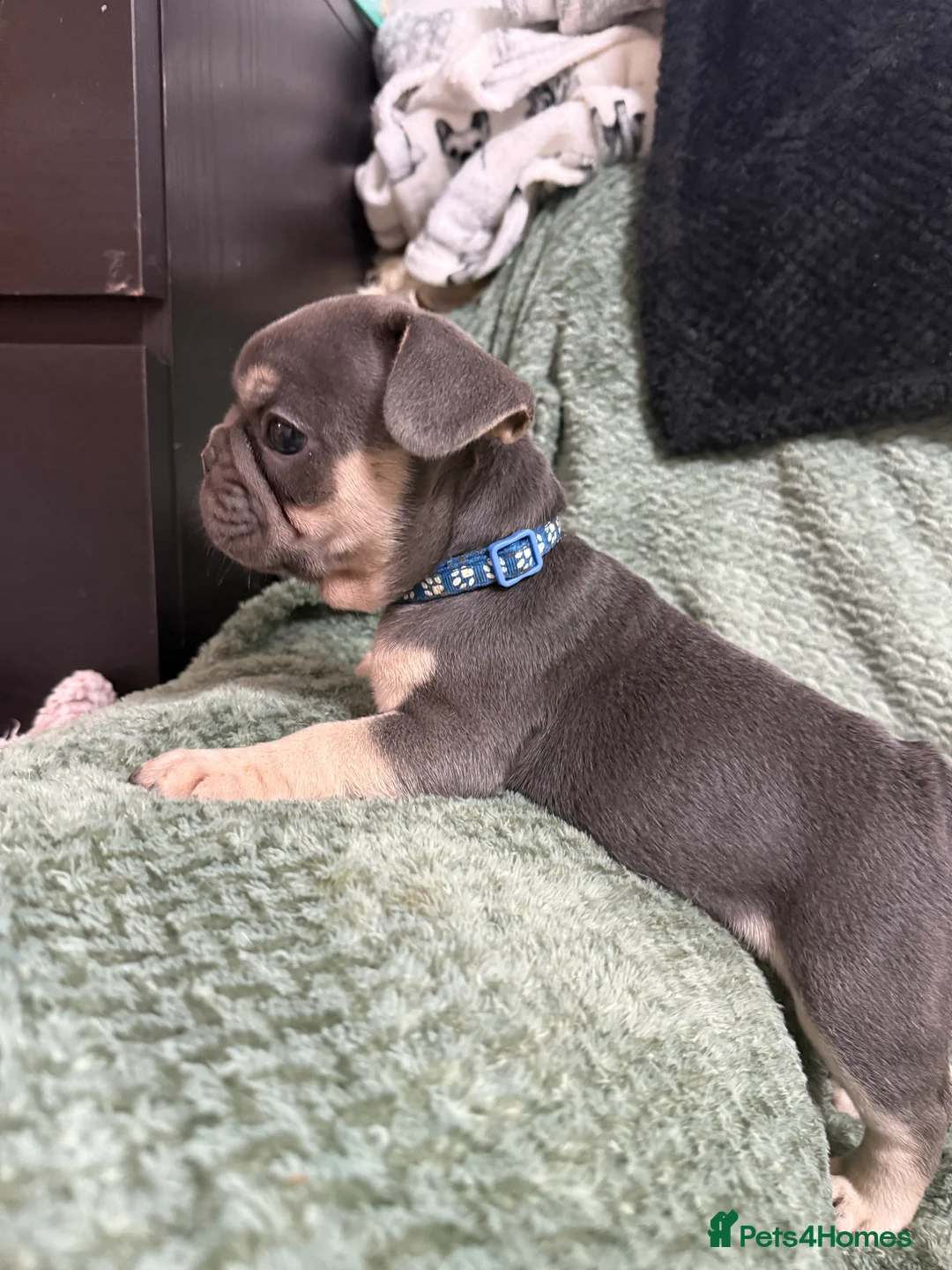 French Bulldog dogs for sale: One girl left.French Bulldog puppies 🐶❤️ KC reg - Advert 9