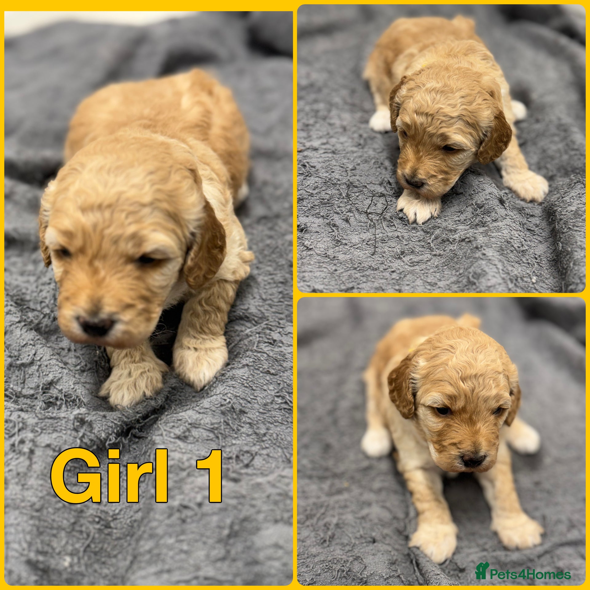 Cockapoo dogs Beautiful Fully Health Tested Cockapoos  - Advert 2