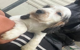 Cocker Spaniel dogs for sale: Beautiful show type cocker spaniels  in York - Image 12