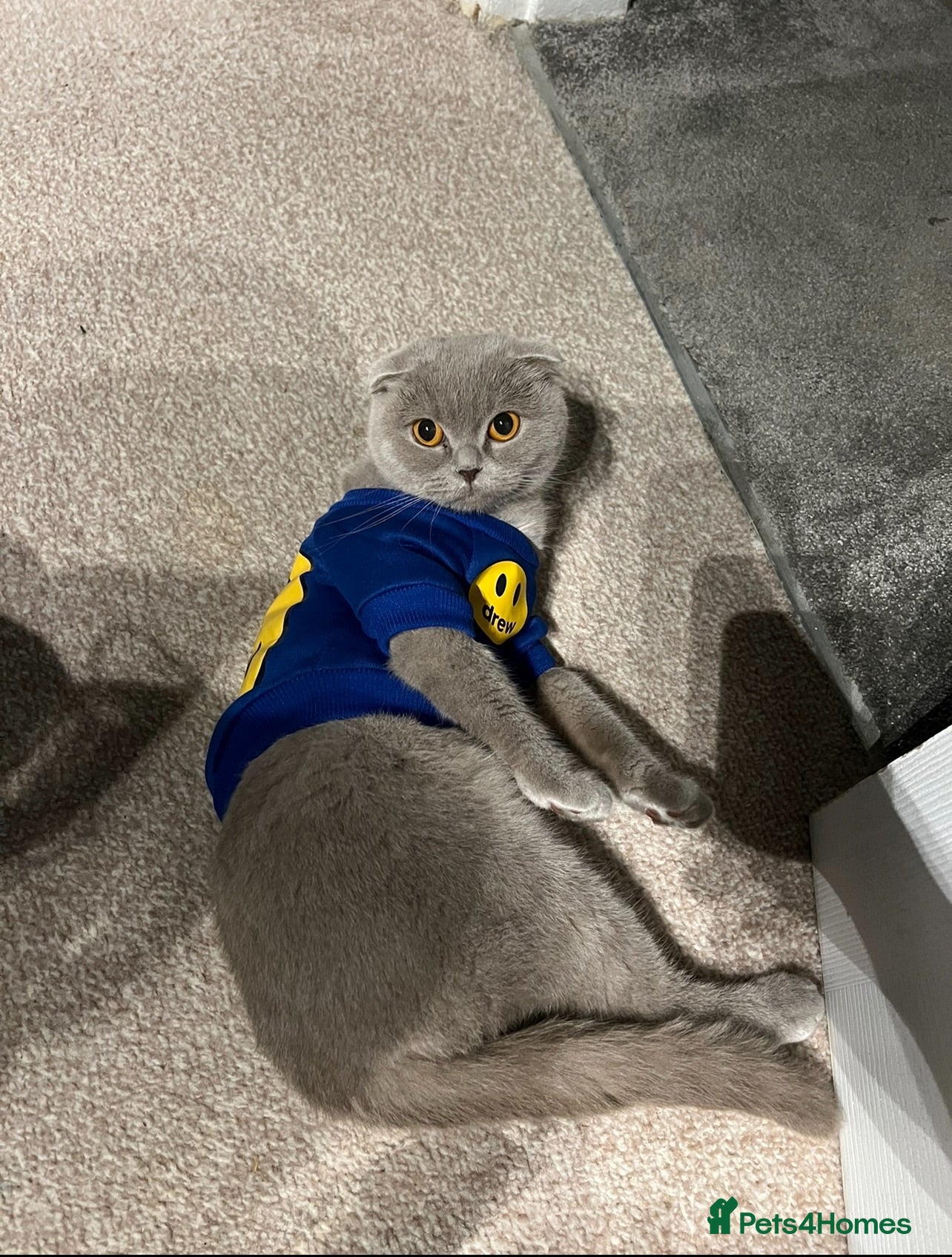 British Shorthair cats Beautiful British Shorthair BOYS  - Advert 2