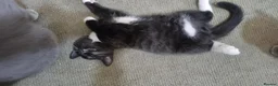 British Shorthair cats for sale: British Short Hair Kitten - Advert 2