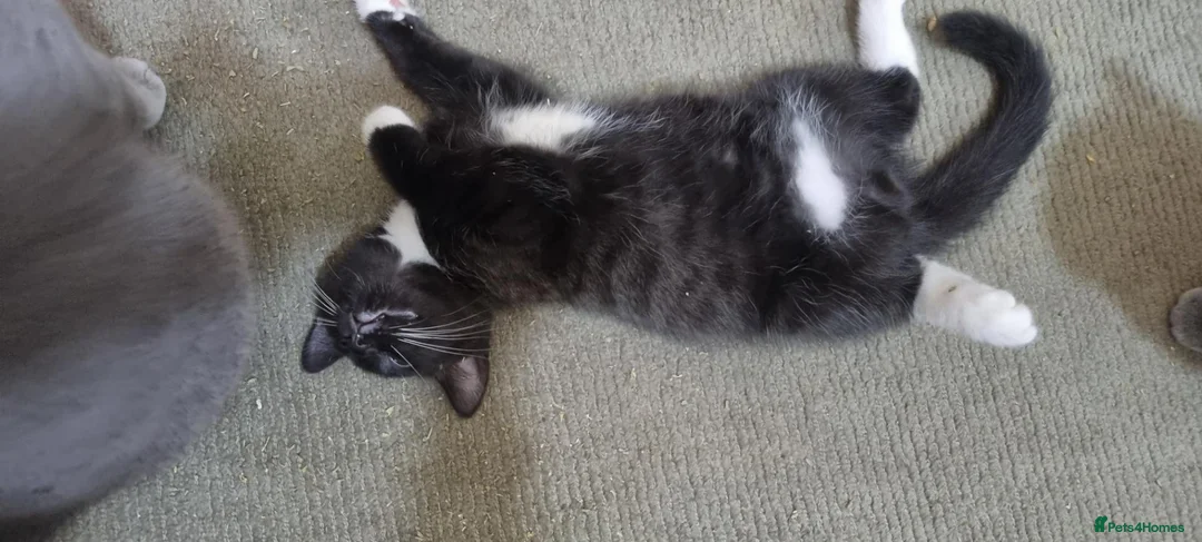 British Shorthair cats for sale: British Short Hair Kitten - Advert 2