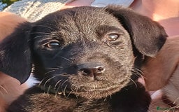 Labrador Retriever dogs for sale: Fox Red Labradors Ready now!!!! - Image 6