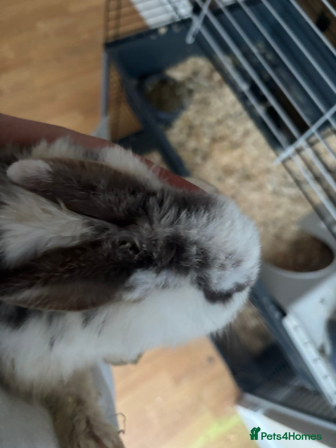 Rex rabbits for sale: Baby Rabbits for sale  - Advert 9