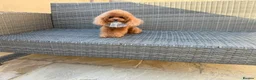 Toy Poodle dogs for stud: Stunning true to type Asian toy poodle - Advert 6