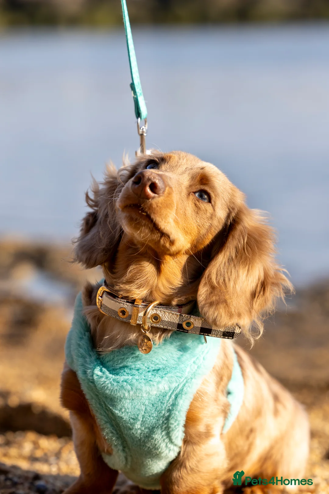 Miniature Dachshund dogs for stud: Chocolate Dapple mini dachshund stud  - Advert 3