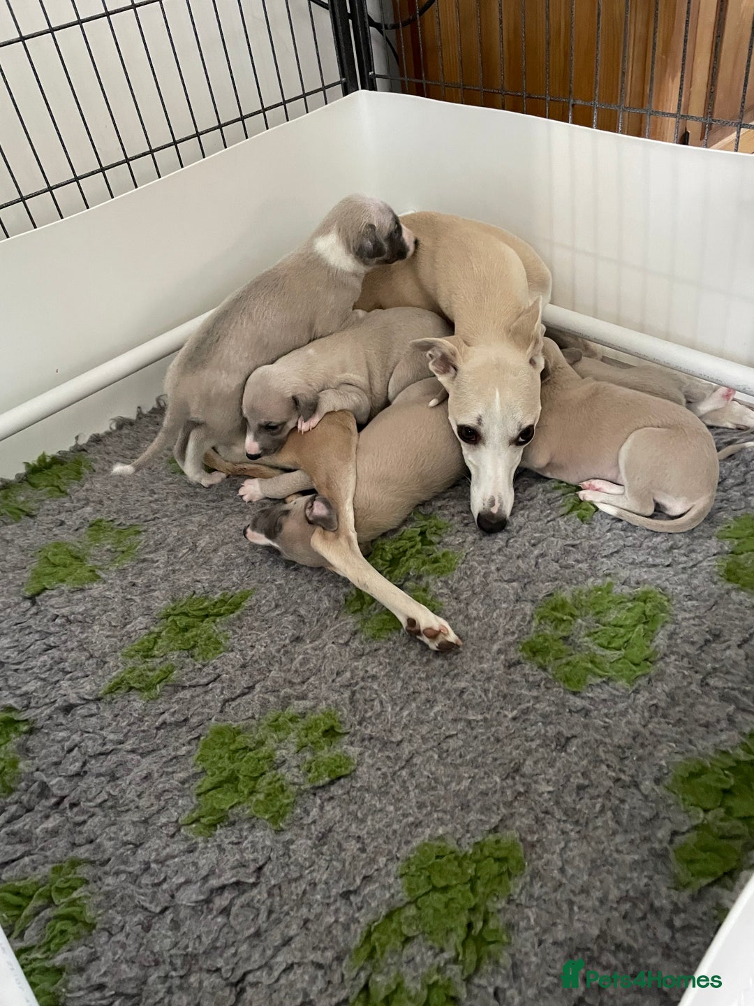 Whippet dogs for sale: Stunning whippet puppies - Advert 5