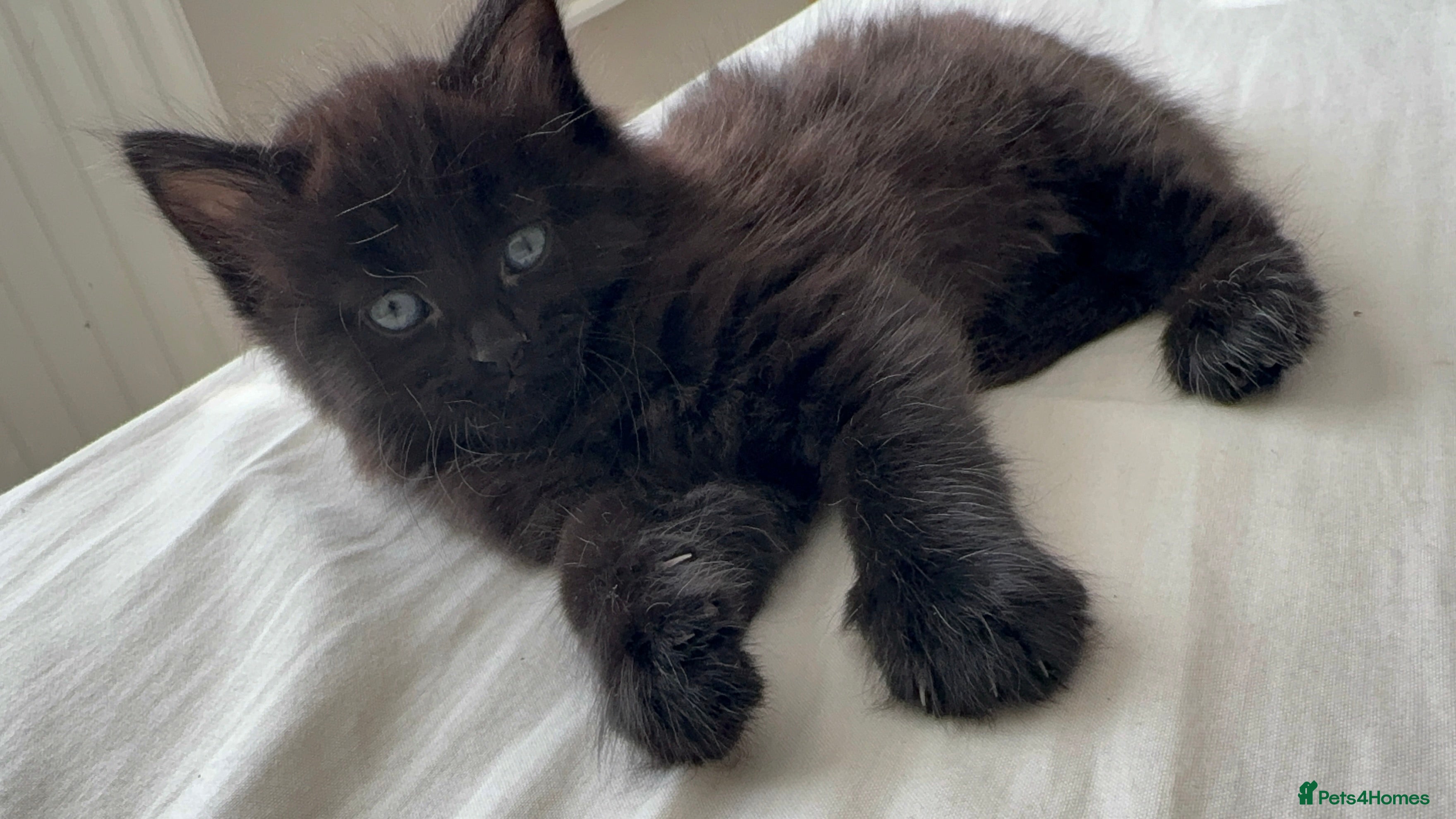 Mixed Breed cats for sale: Kittens for sale. - Advert 11