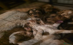 Cockapoo dogs for sale: Cockerpoo puppies F1 stunning colours - Image 21