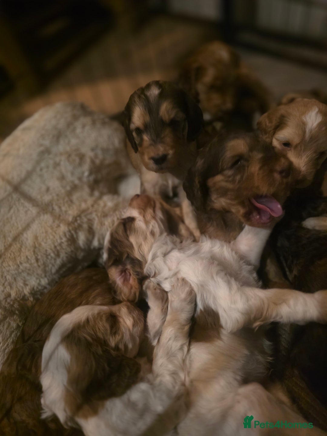 Cockapoo dogs for sale: Cockerpoo puppies F1 stunning colours - Image 21