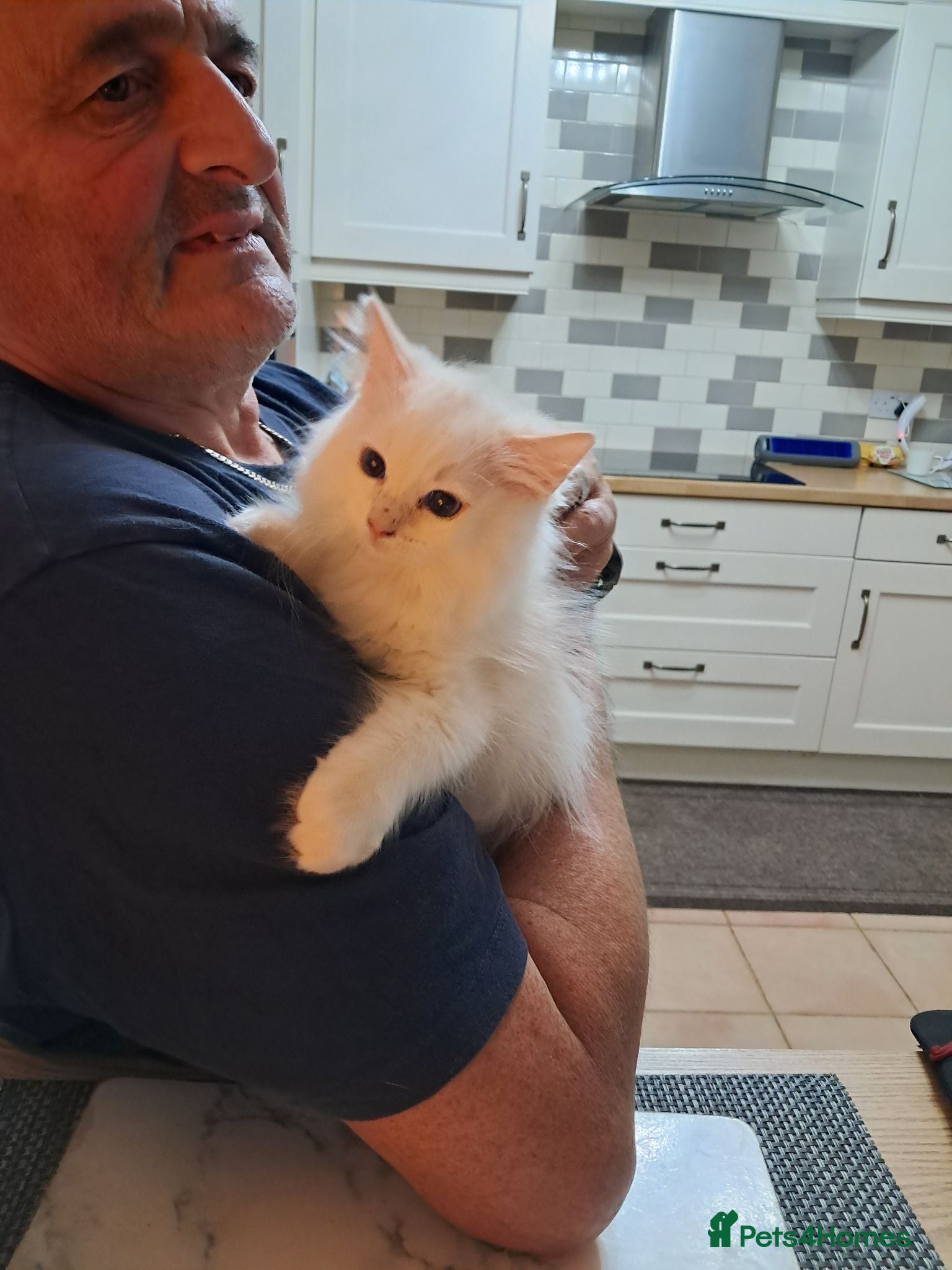 Ragdoll cats REDUCED Ready NOW 3 amazing GCCF Ragdolls - Advert 14