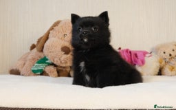 Pomsky dogs for sale: 5 tiny toy pomsky pups - Image 12