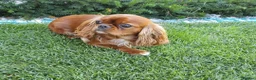 Cavapoo dogs for sale: TOY Cavapoo boys  - Advert 3