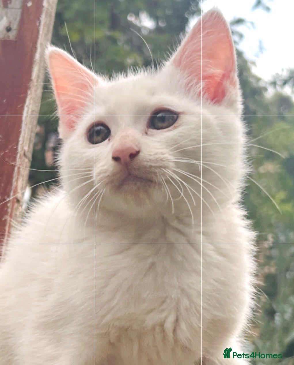 Mixed Breed cats Persian angora mixed kittens - Advert 10