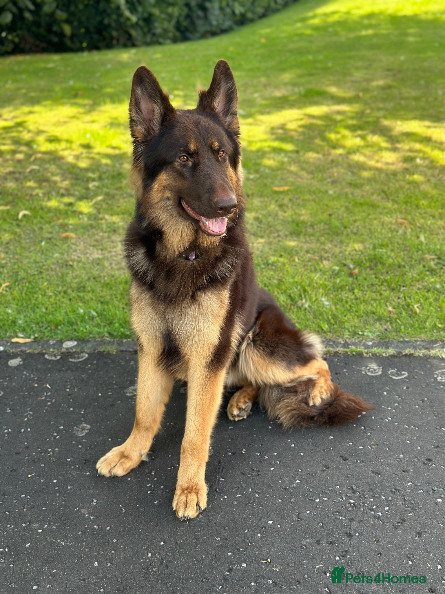 German Shepherd dogs KC registered Liver & tan stud - Advert 2