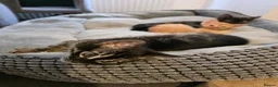 Bengal cats for sale: Mixed Bengal Kittens  - Advert 7