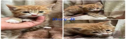 Mixed Breed cats for sale: Gorgeous kittens for sale  - Advert 10