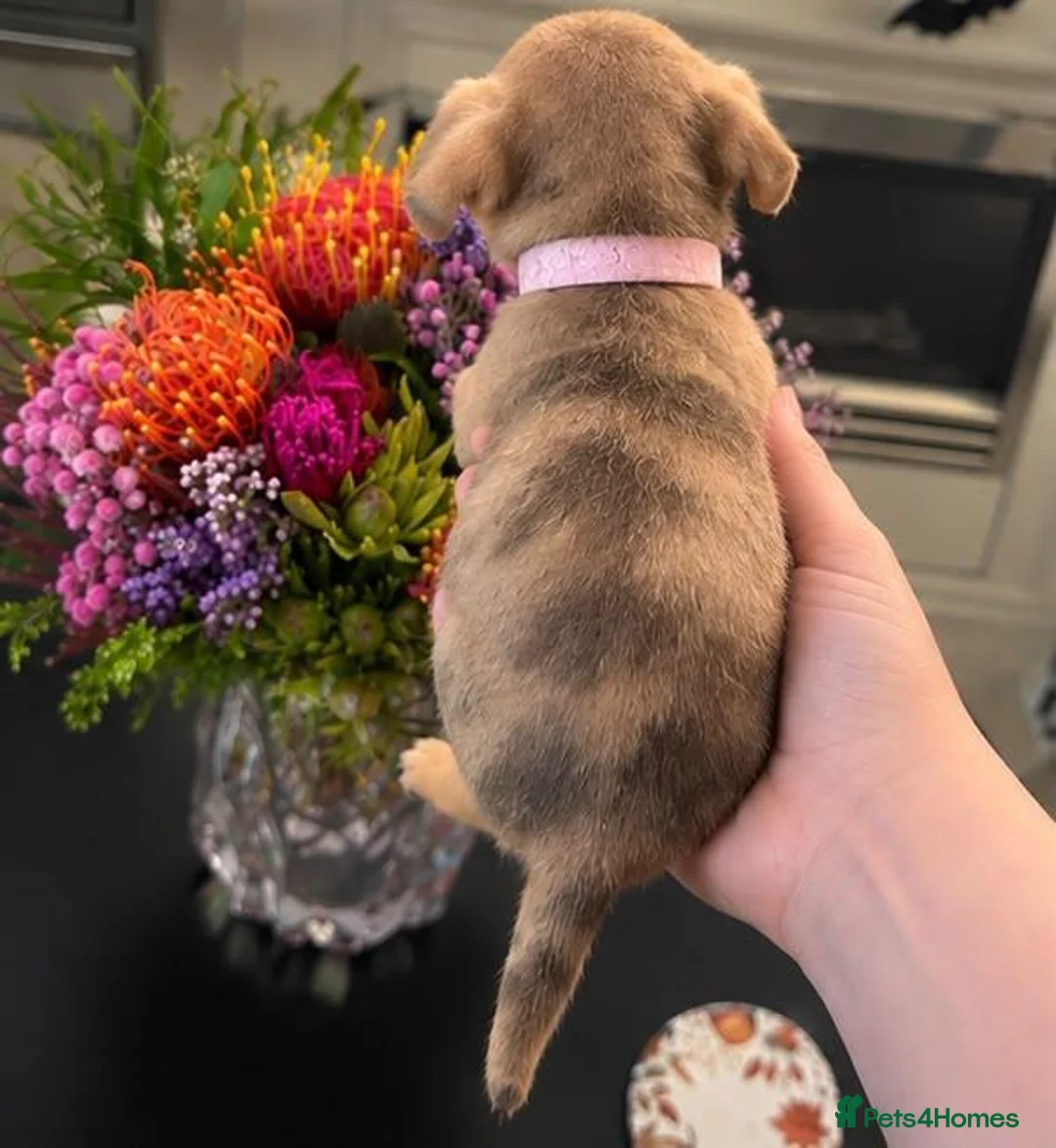 Chiweenie dogs for sale: Chiweenie pups - Advert 14
