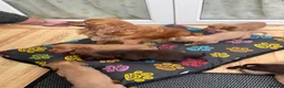 Cocker Spaniel dogs for sale: Beautiful cocker spaniels - Advert 12