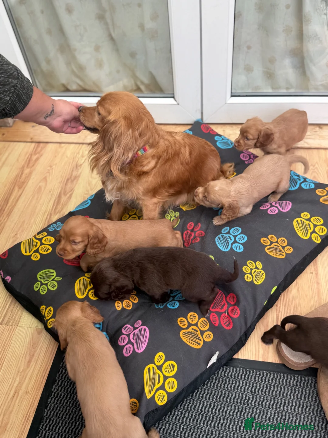 Cocker Spaniel dogs for sale: Beautiful cocker spaniels - Advert 12