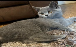 British Shorthair cats for sale: Chunky Female & Male BSH Kittens READY NOW in Herne Bay - Image 7