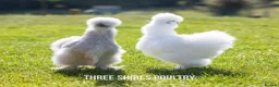 Chickens poultry for sale: Silkie Bantams - Advert 3