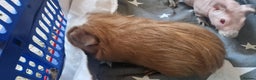 Guinea Pig rodents for sale: 2 x male Guinea Pigs  - Advert 3