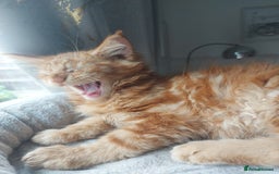 Maine Coon cats for sale: Beautiful XXL Maine-coon kittens 😸 ♥️  - Image 14