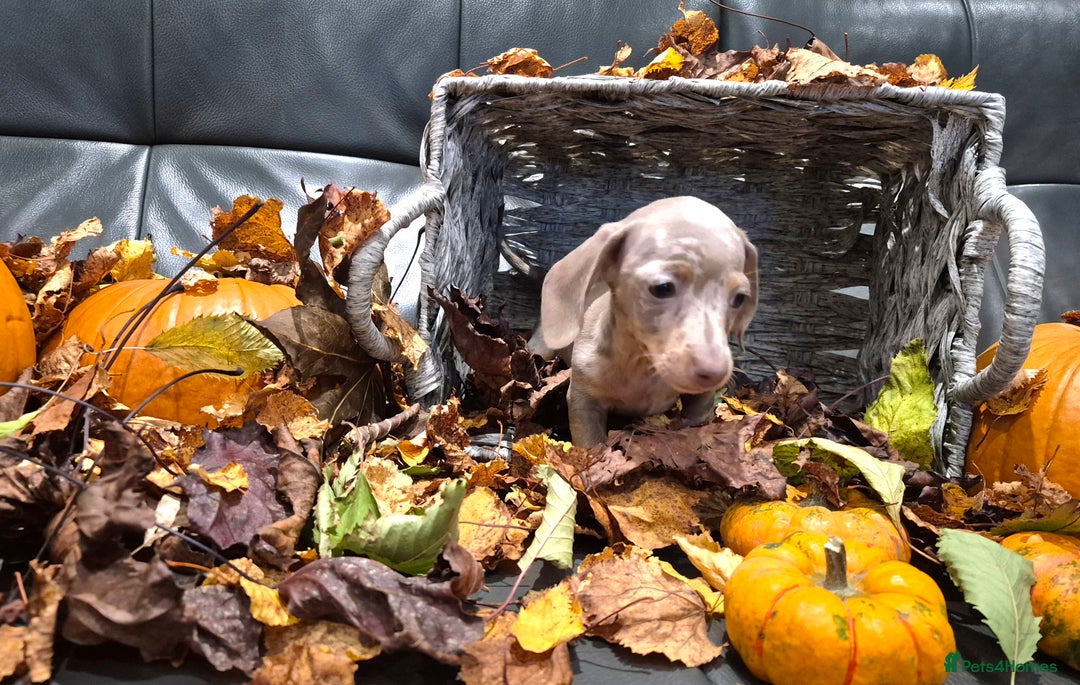 Miniature Dachshund dogs for sale: TRUE MINIATURE DASCHUND BABIES only 5 - Image 38