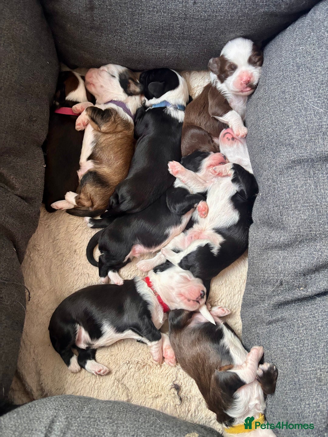 Tibetan Terrier dogs for sale: Tibetan Terrier puppies for sale  - Advert 7