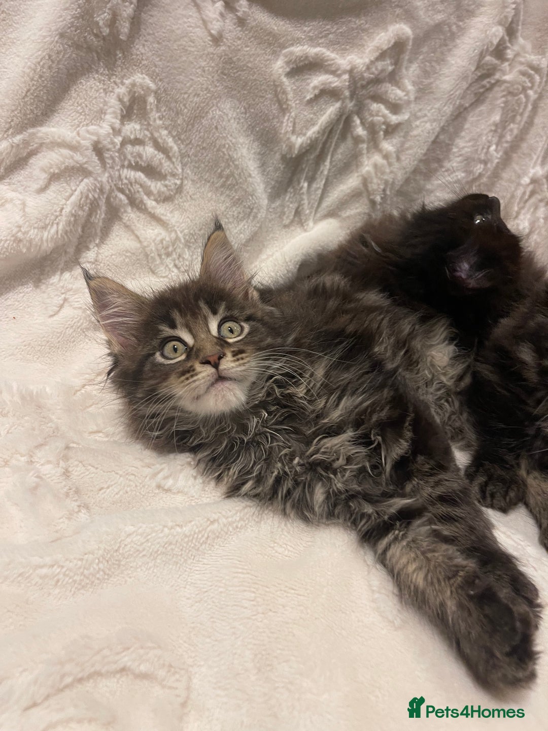Maine Coon cats for sale: ✨pedigree maine coon kittens - Extra Large lines ✨ - Advert 4