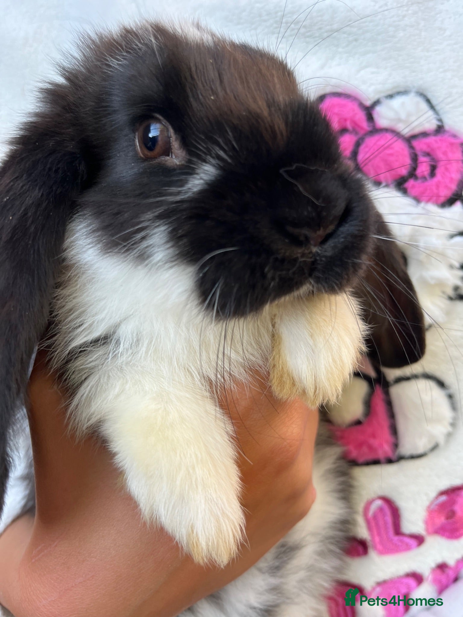 French Lop rabbits Full French lops looking for their forever home 🏡 - Advert 1