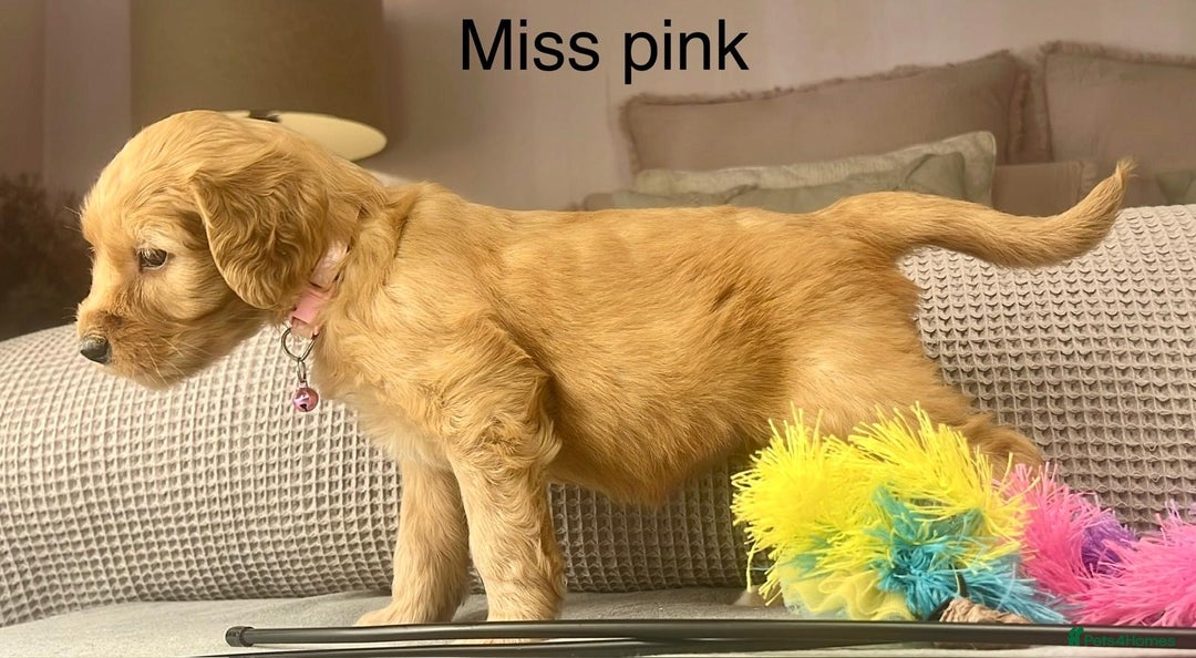 Goldendoodle dogs for sale: These will be stunning adults. Real head turners. - Advert 8