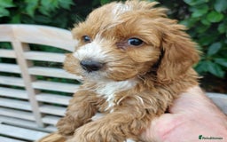 Cockapoo dogs for sale: F1 fox red cockerpoo puppies  - Image 6