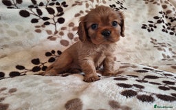 Cavalier King Charles Spaniel dogs for sale:  KC, Health Tested, ready to leave now  - Advert 7