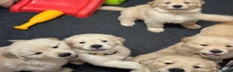 Golden Retriever dogs for sale: Beautiful litter of golden retrievers in Baldock - Advert 2