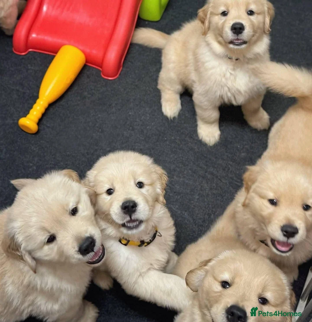 Golden Retriever dogs for sale: Beautiful litter of golden retrievers in Baldock - Advert 2