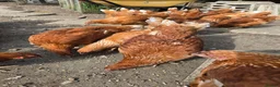 Chickens poultry for sale: point of lay pullets Bovan Browns - Advert 1