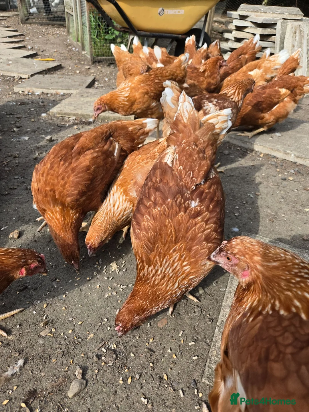 Chickens poultry for sale: point of lay pullets Bovan Browns - Advert 1