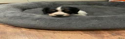 Cocker Spaniel dogs for sale: Kc reg working cocker spaniel  - Advert 5