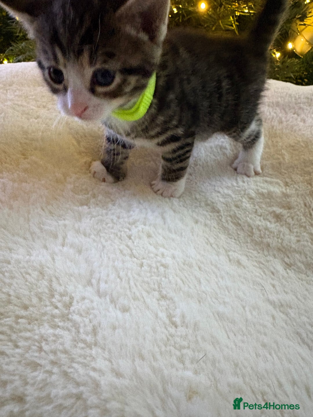 Mixed Breed cats for sale: Stunning kittens 🐱🐱🐱🐱 - Advert 3