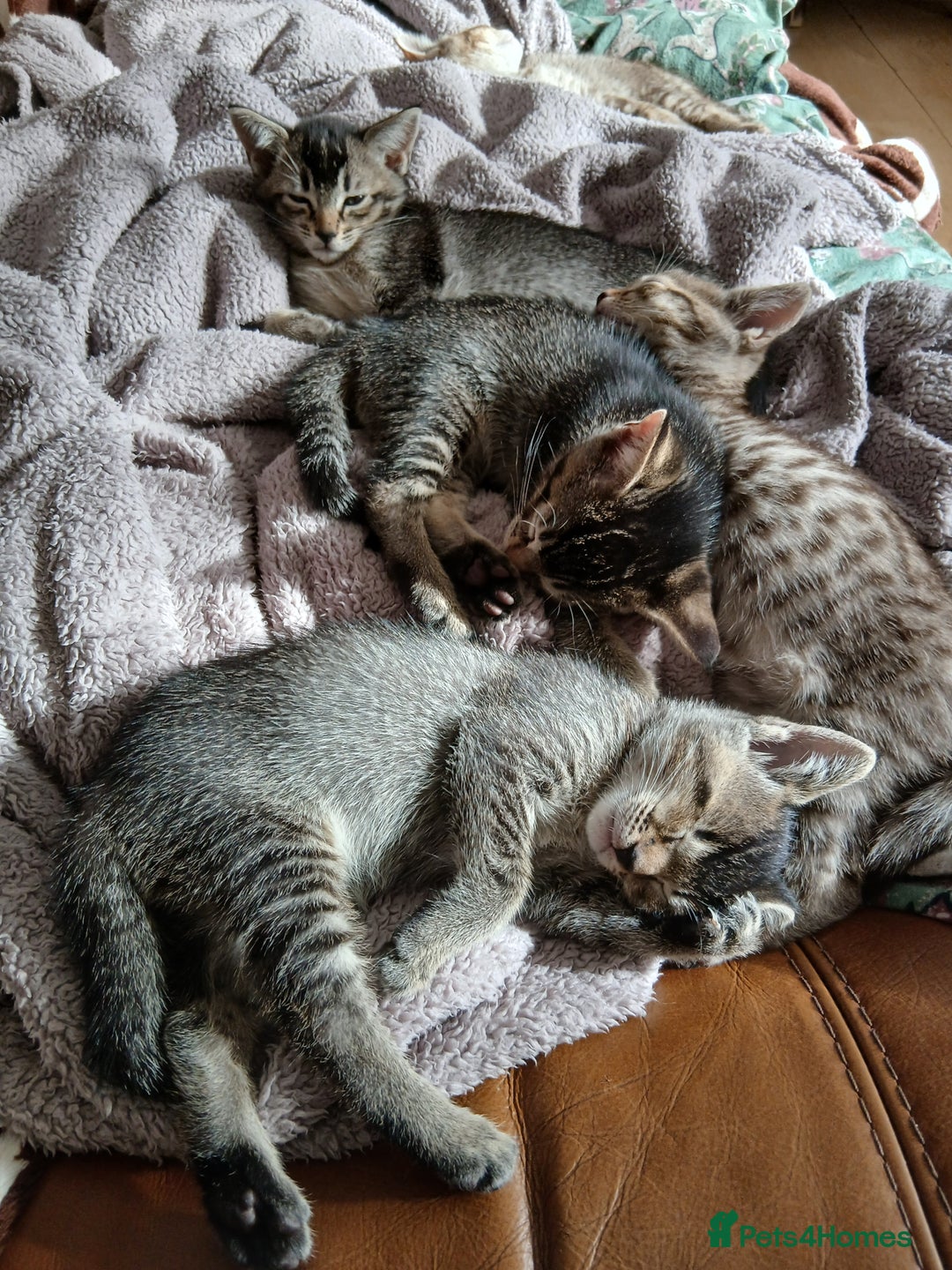 Oriental cats for sale: 2girls 1 boy - Advert 1